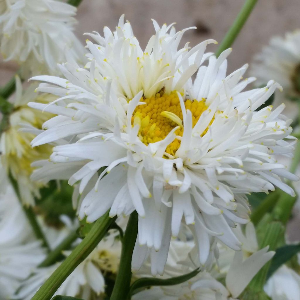 Leucanthemum Shapcott Summer Clouds - Grande Marguerite