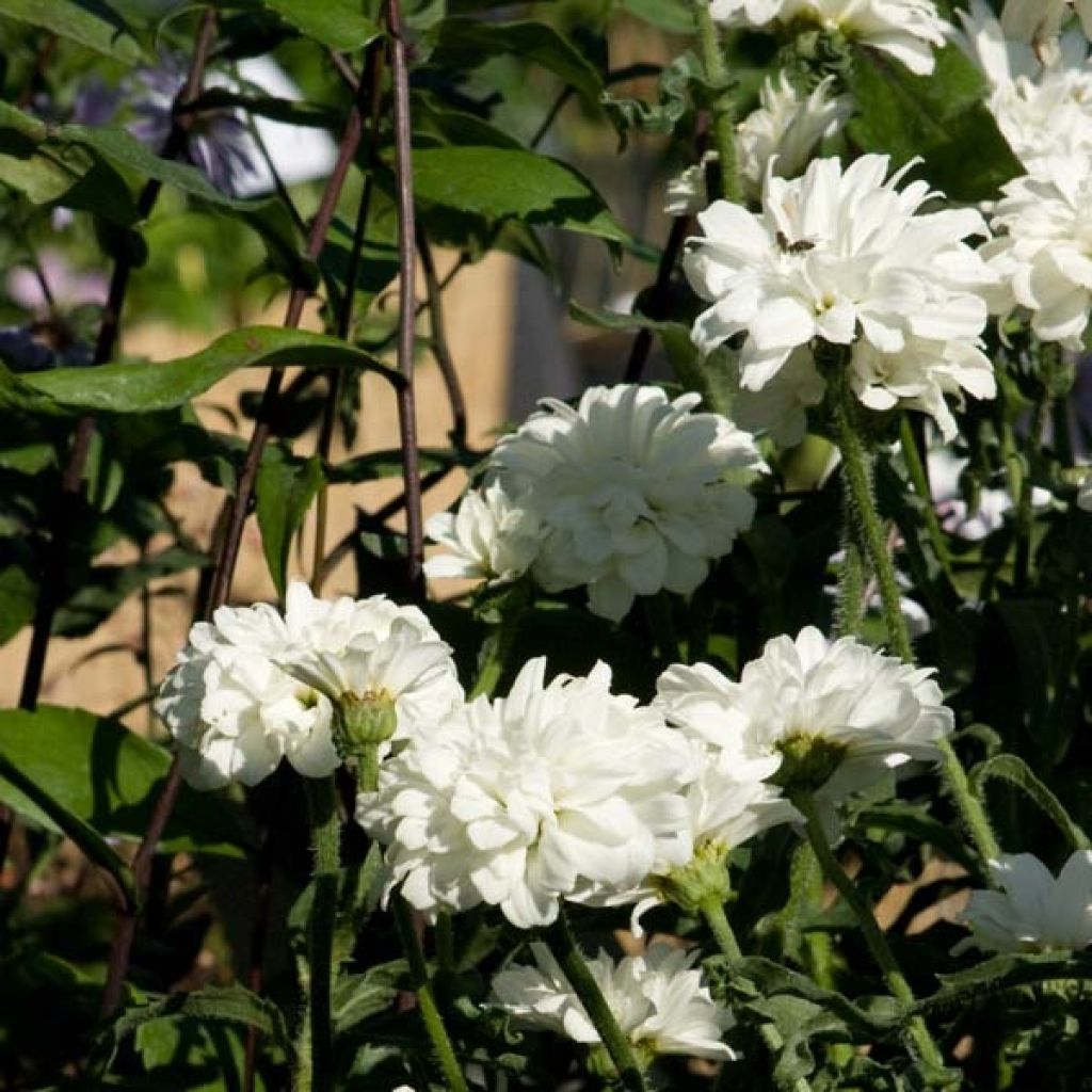 Leucanthemum Victorian Secret, Marguerite à fleurs doubles