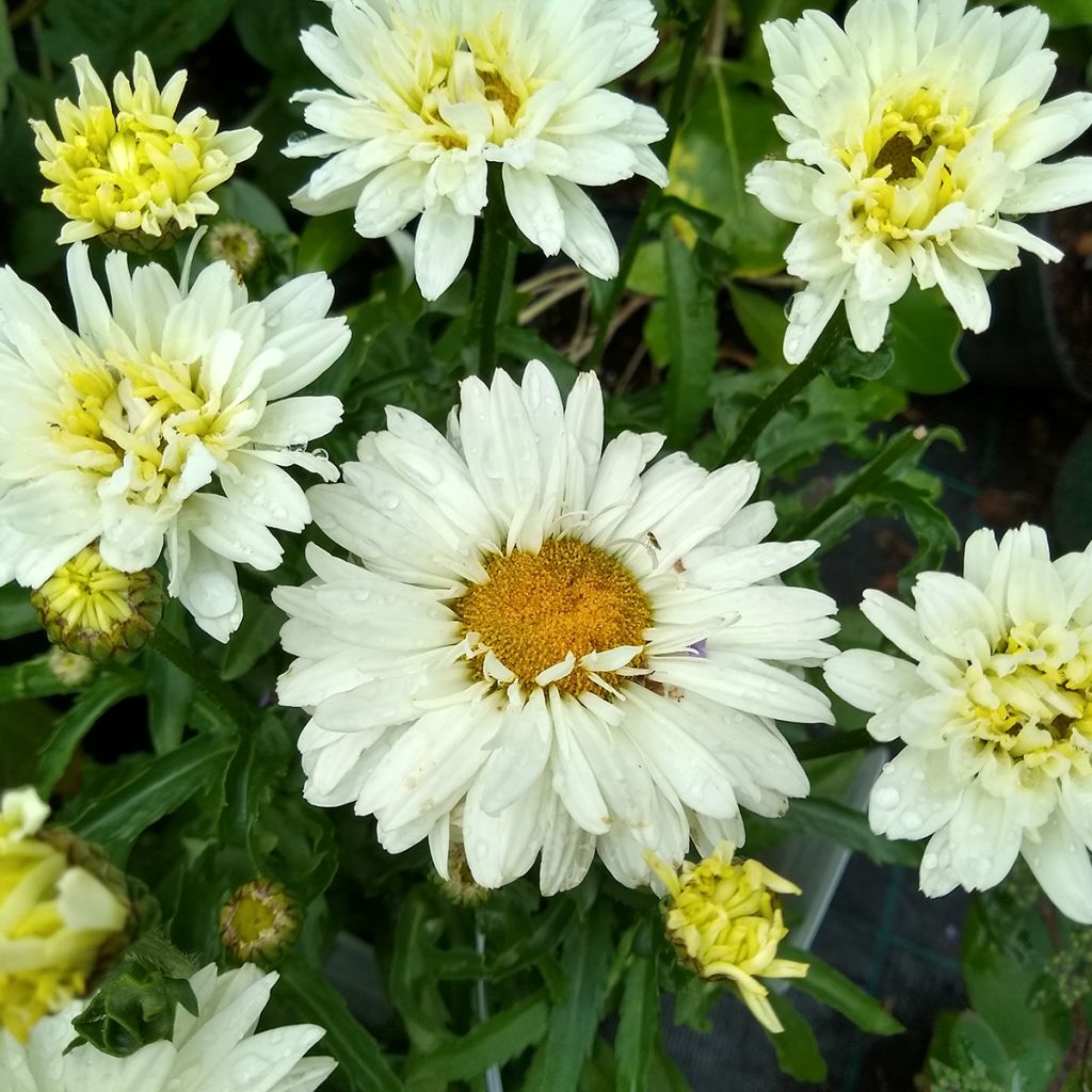 Leucanthemum Victorian Secret - Marguerite à fleurs doubles