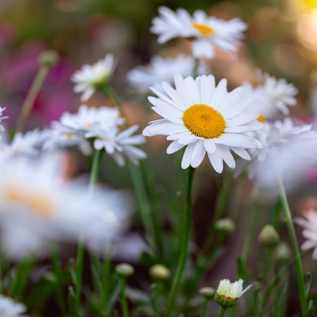 Leucanthemum superbum Becky - Grande marguerite