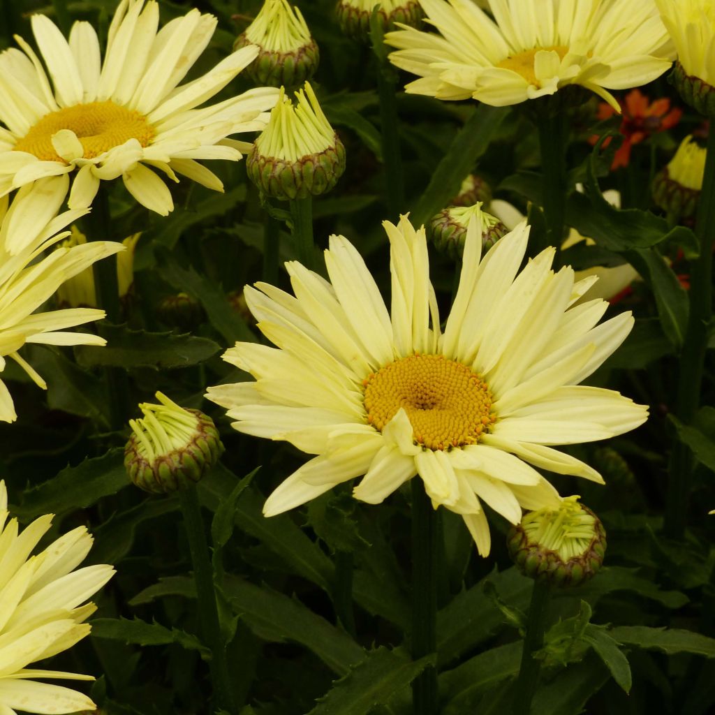 Leucanthemum superbum Broadway lights - Grande marguerite en pot de 2/3L