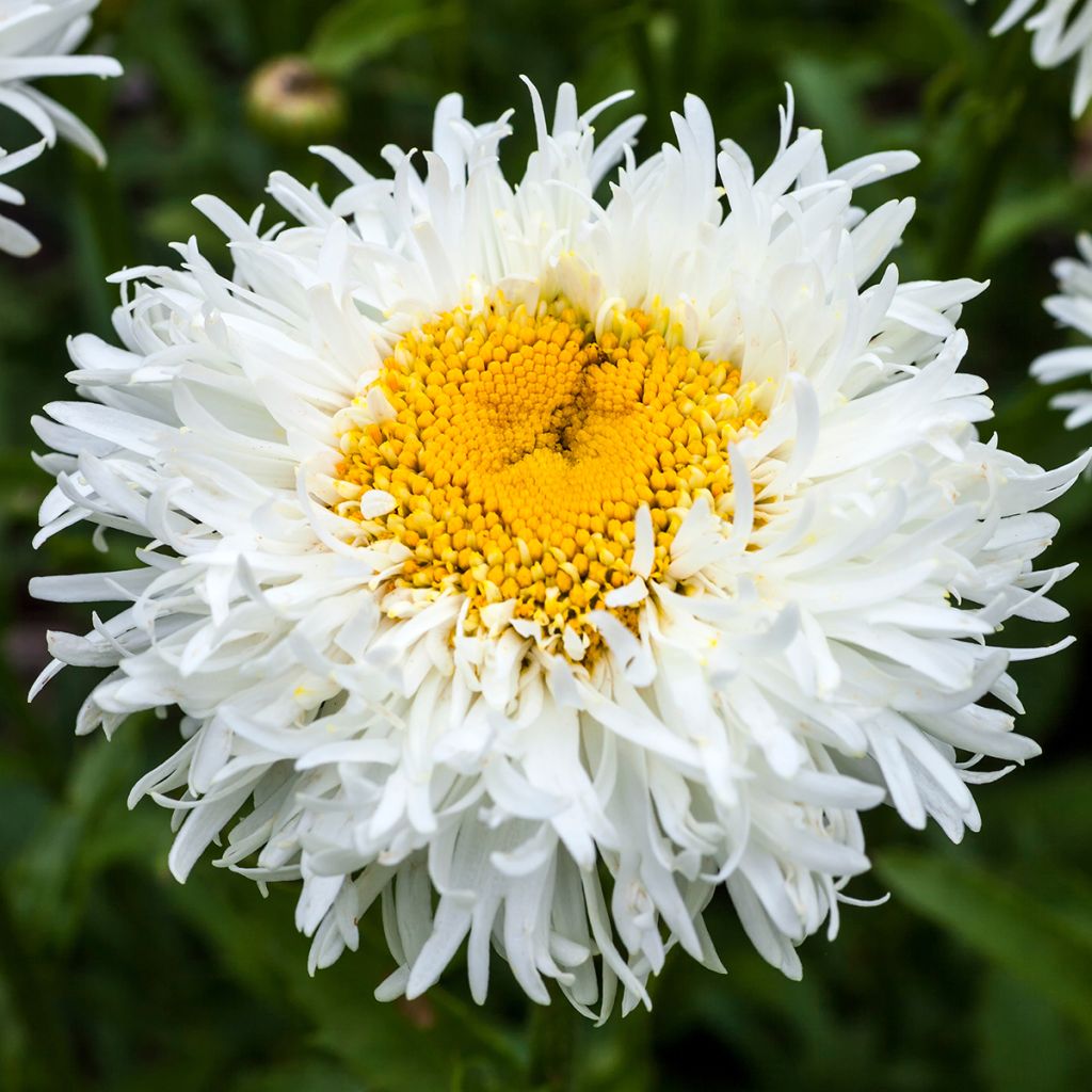 Leucanthemum superbum Engelina - Grande Marguerite