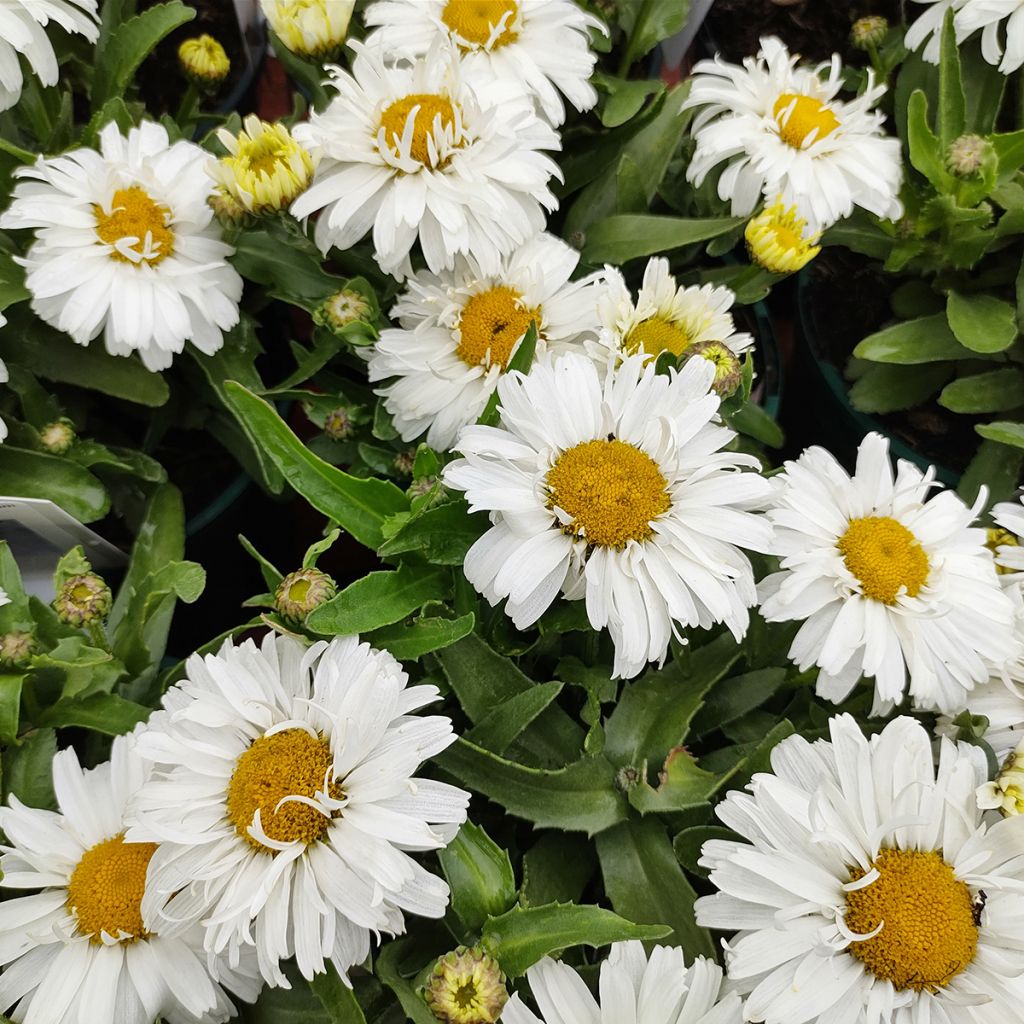 Leucanthemum superbum Freak - Grande marguerite