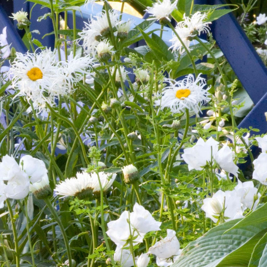 Leucanthemum superbum Old Court - Grande Marguerite