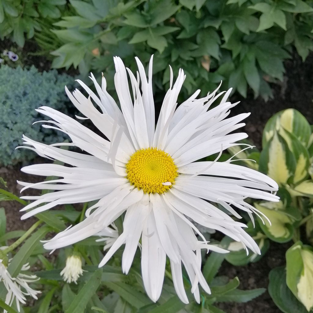 Leucanthemum superbum Old Court - Grande Marguerite 