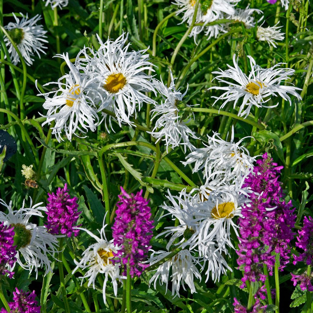 Leucanthemum superbum Old Court - Grande Marguerite 