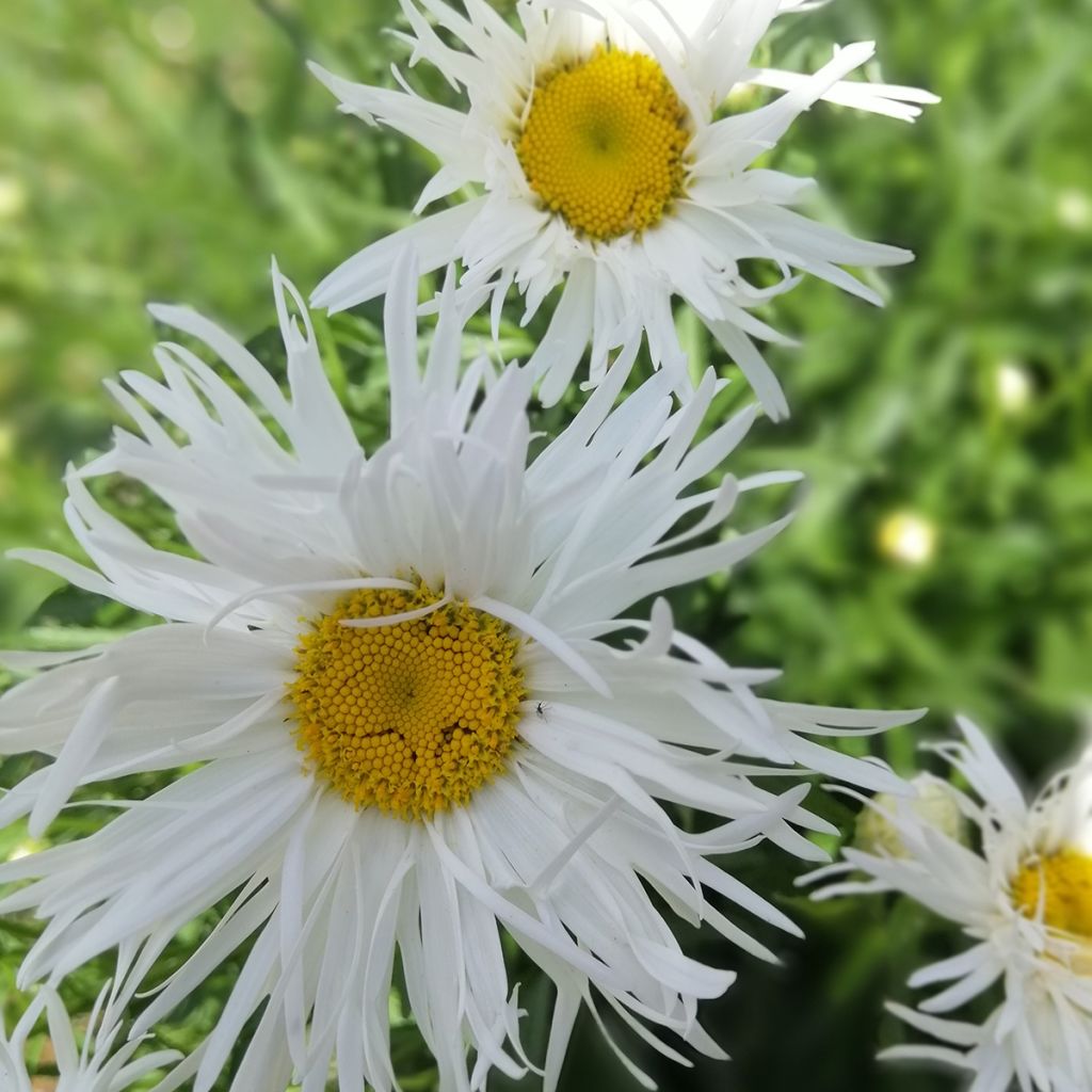 Leucanthemum superbum Old Court - Grande Marguerite 