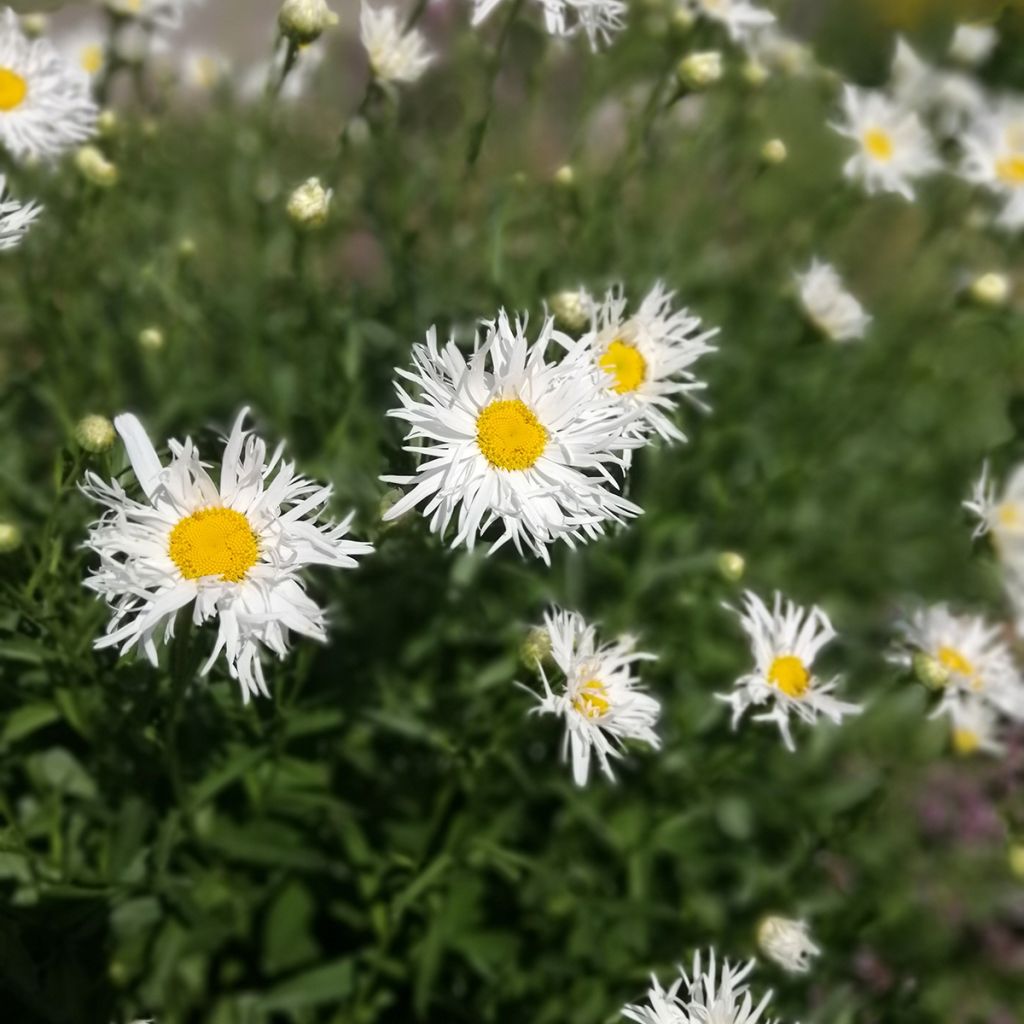 Leucanthemum superbum Old Court - Grande Marguerite 