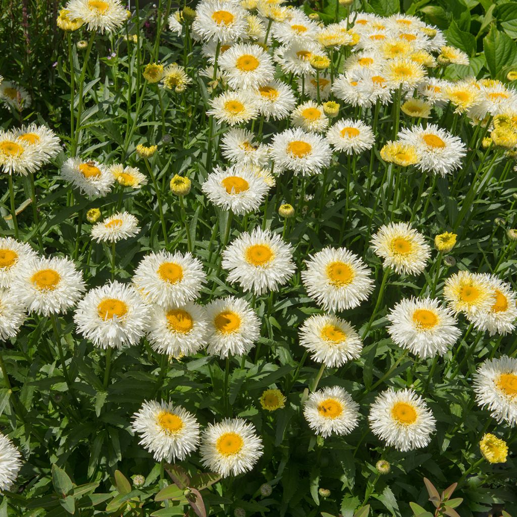 Leucanthemum superbum Real Galaxy - Grande marguerite