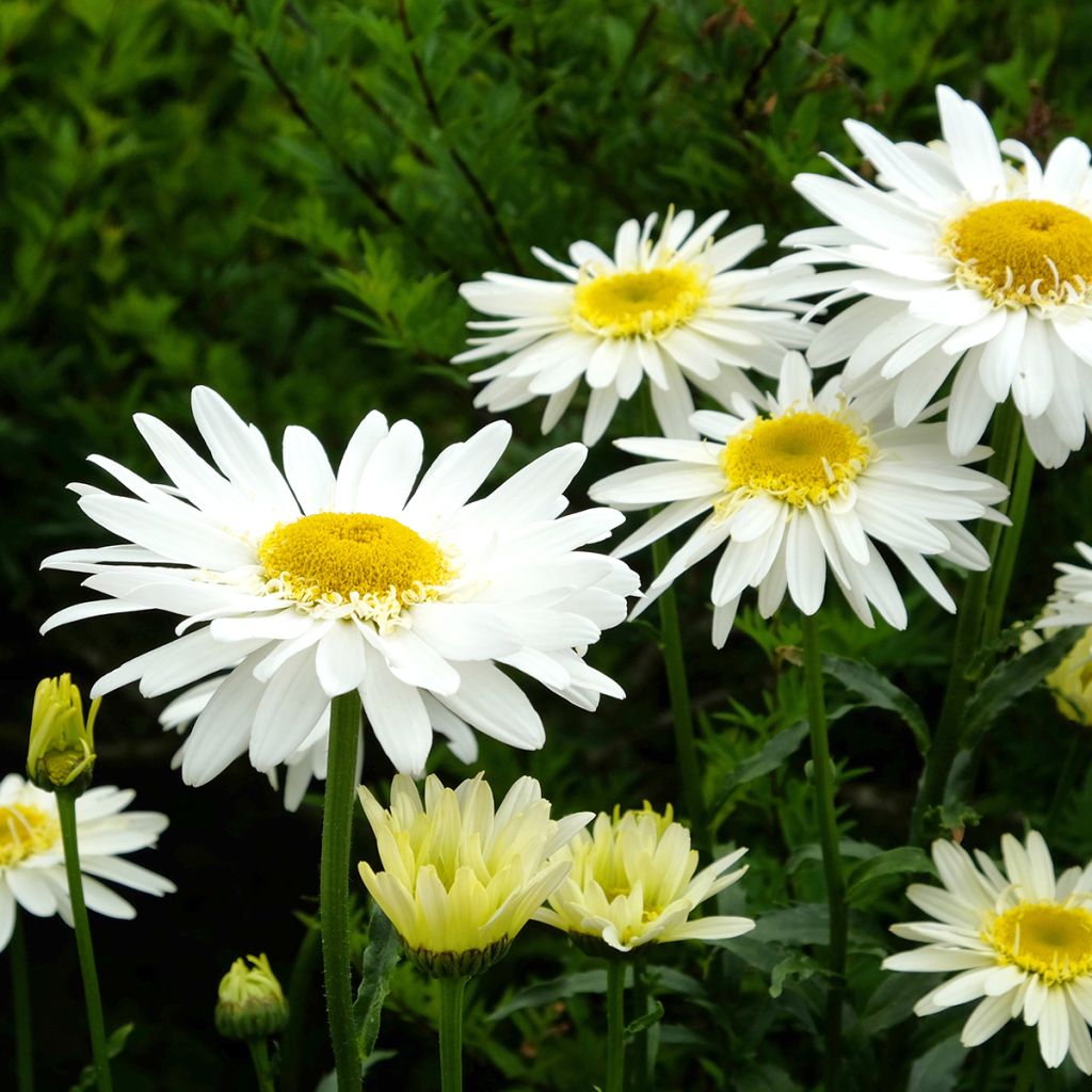 Leucanthemum superbum Real Glory - Grande Marguerite