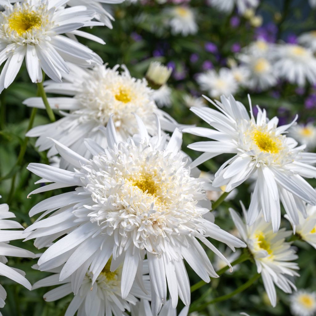 Leucanthemum superbum Wirral Supreme - Grande Marguerite