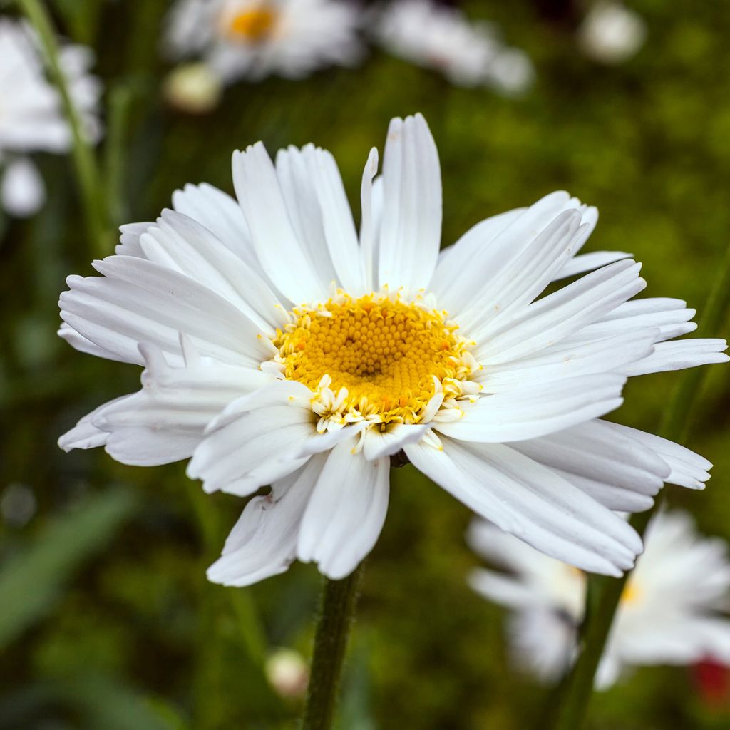 Leucanthemum superbum Wirral Supreme - Grande Marguerite