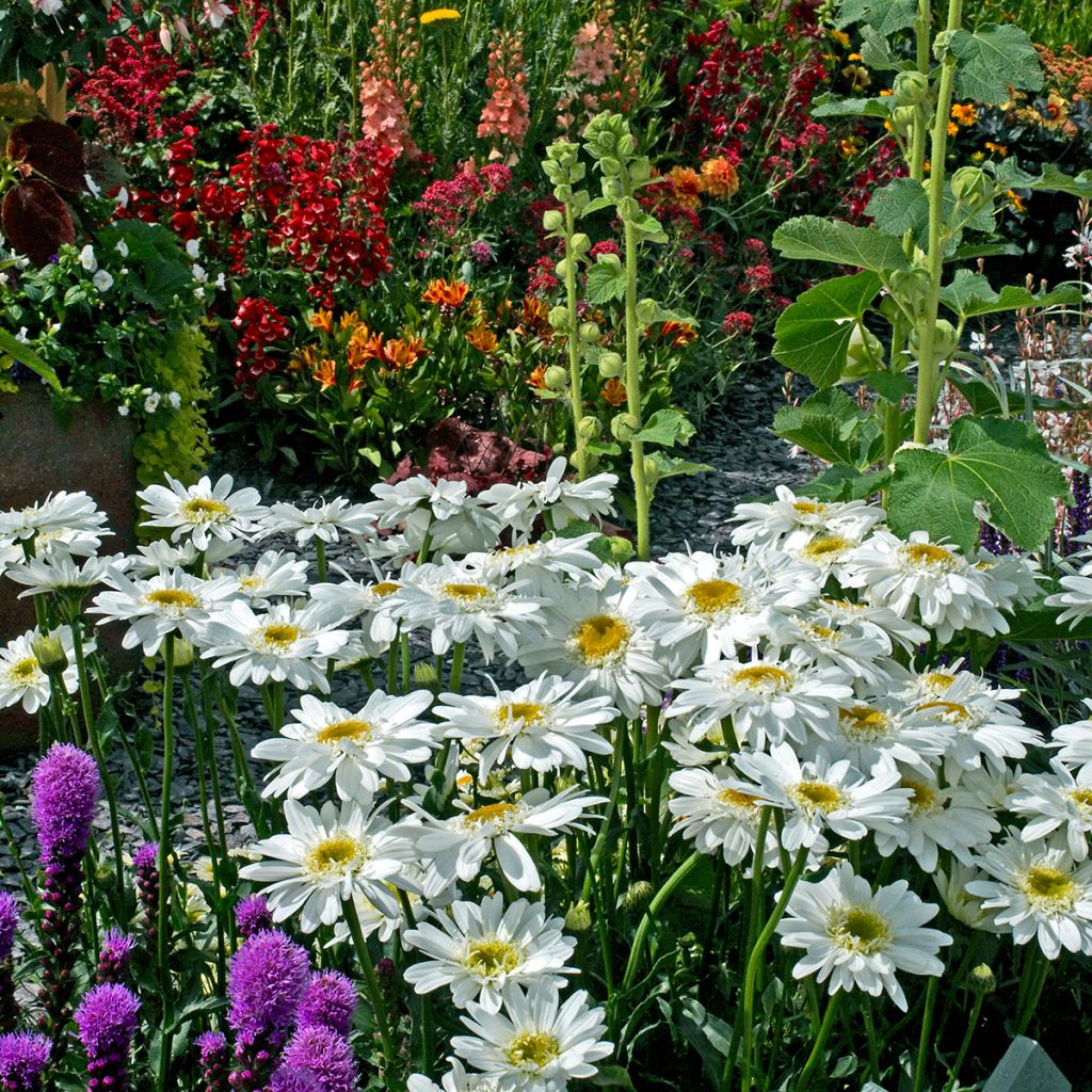 Leucanthemum superbum Wirral Supreme - Grande Marguerite