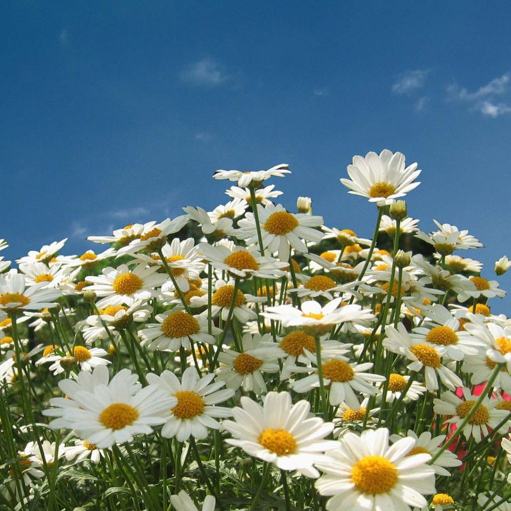 Leucanthemum vulgare - Marguerite commune.