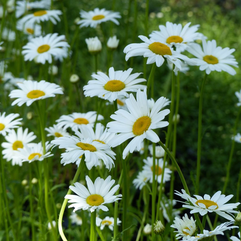 Graines de Grande marguerite Maikönigin Reine de Mai - Leucanthemum vulgare