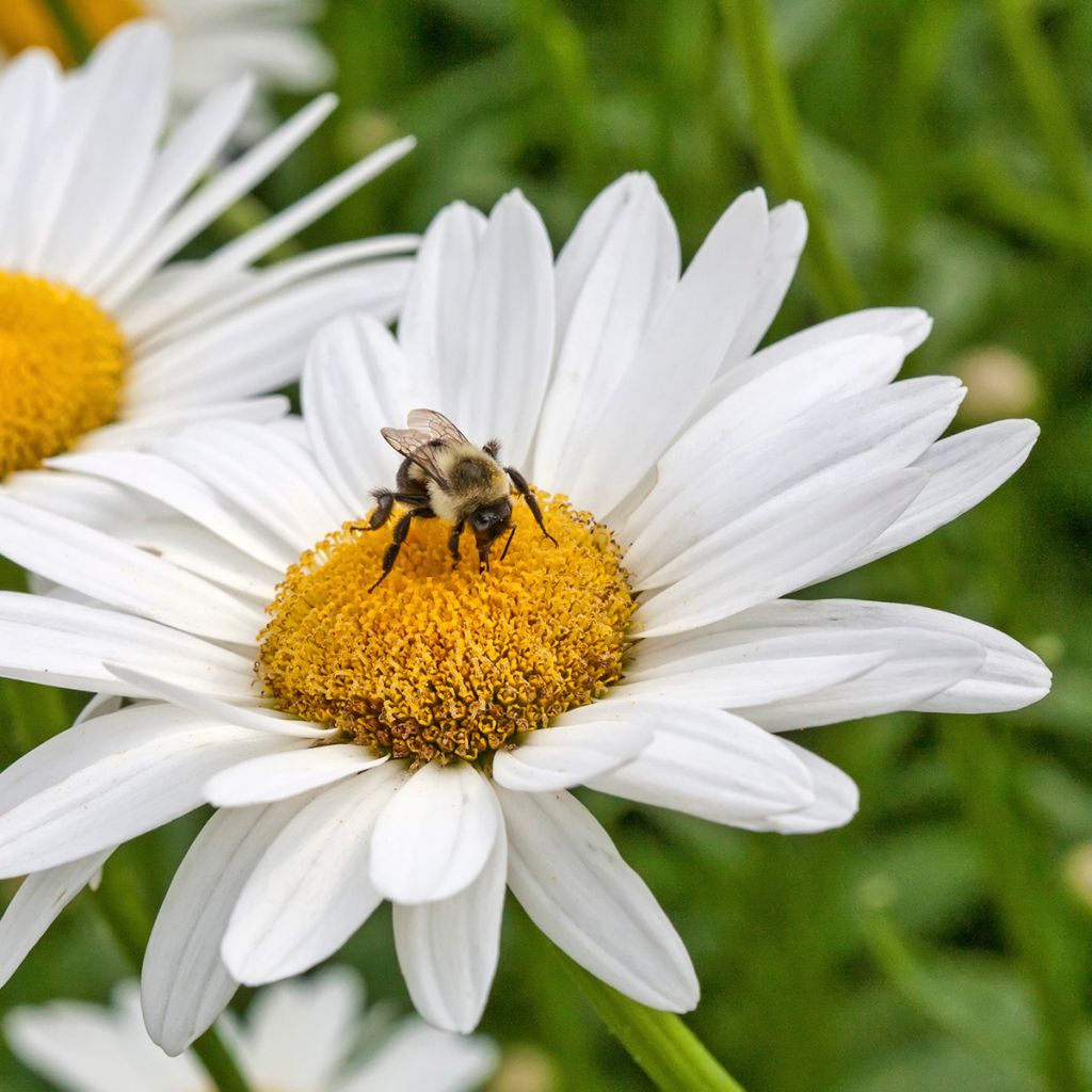 Leucanthemum x superbum Brightside - Grande marguerite