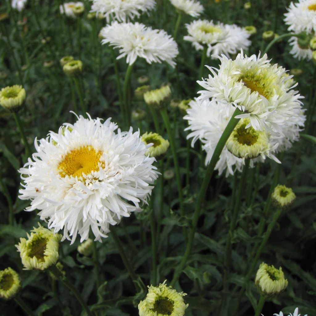 Leucanthemum superbum Engelina - Grande Marguerite