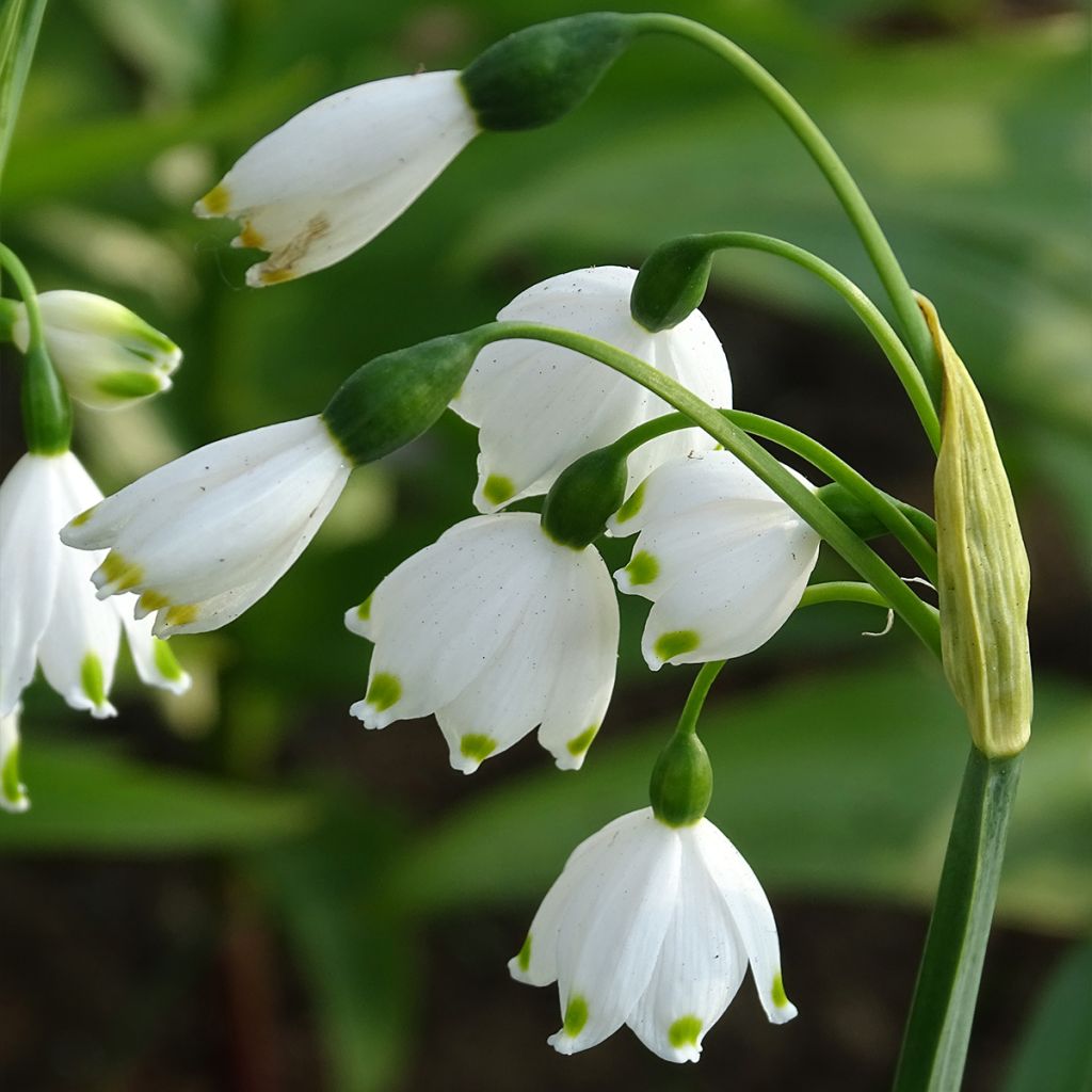 Nivéole d'été - Leucojum aestivum