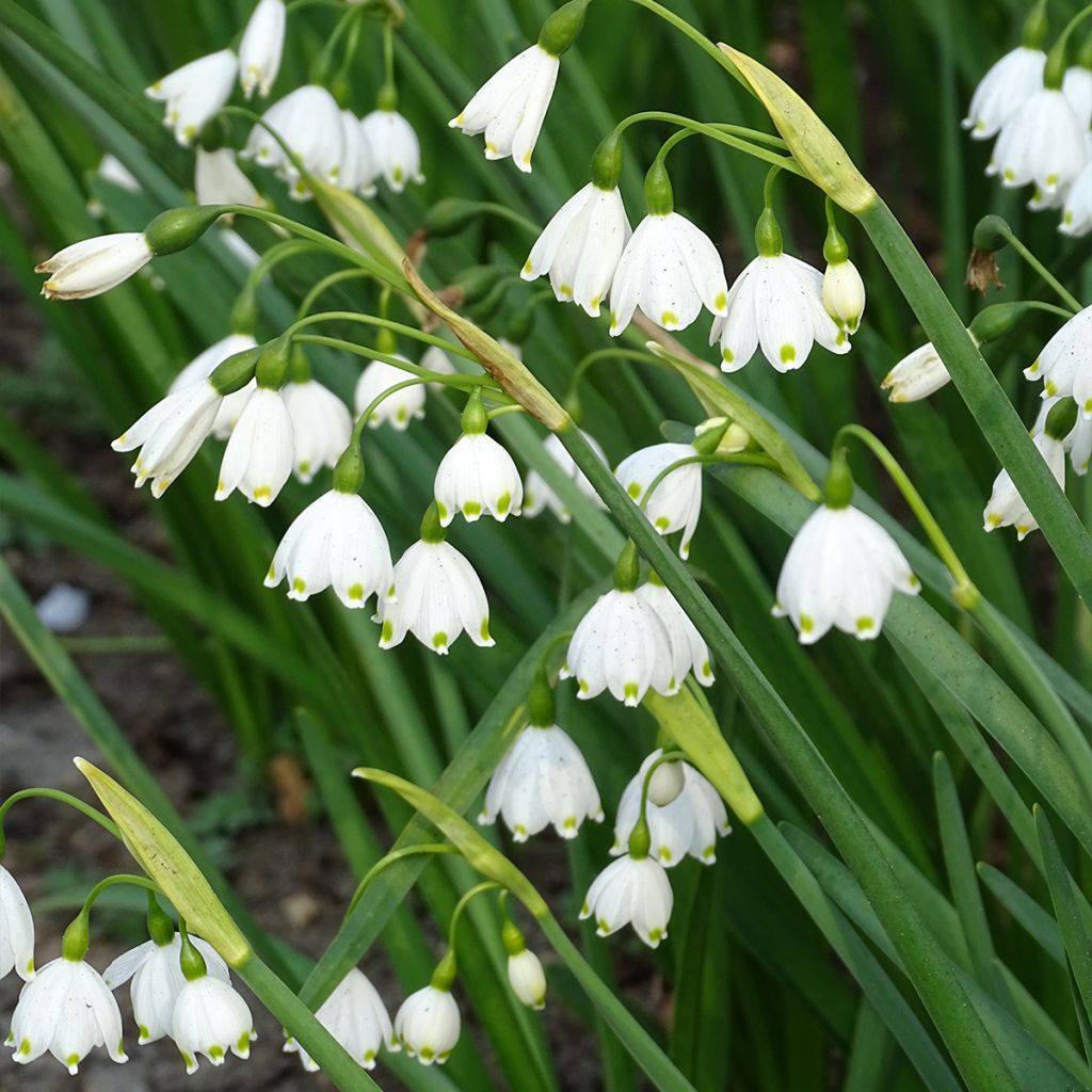 Nivéole d'été - Leucojum aestivum