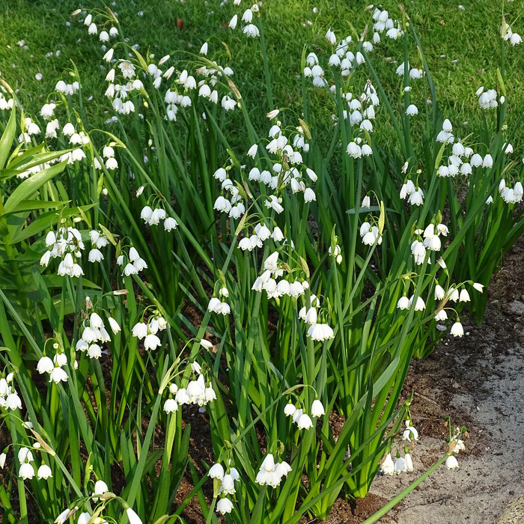 Nivéole d'été - Leucojum aestivum