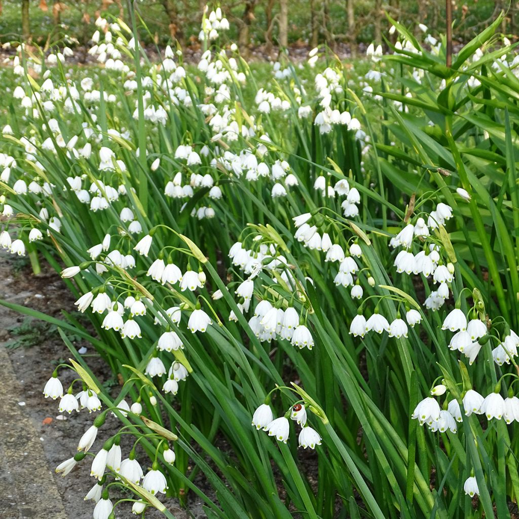 Nivéole d'été - Leucojum aestivum