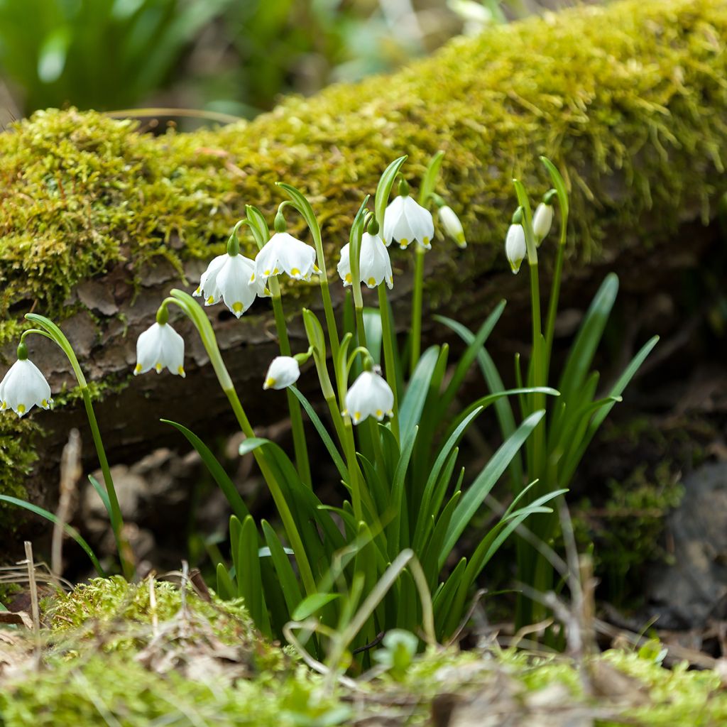 Nivéole de printemps - Leucojum vernum