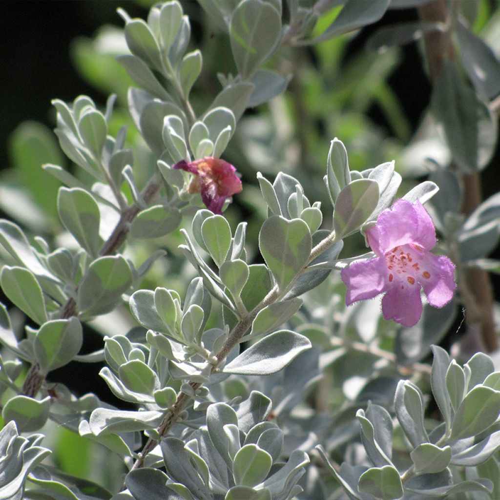 Leucophyllum frutescens - Sauge du désert