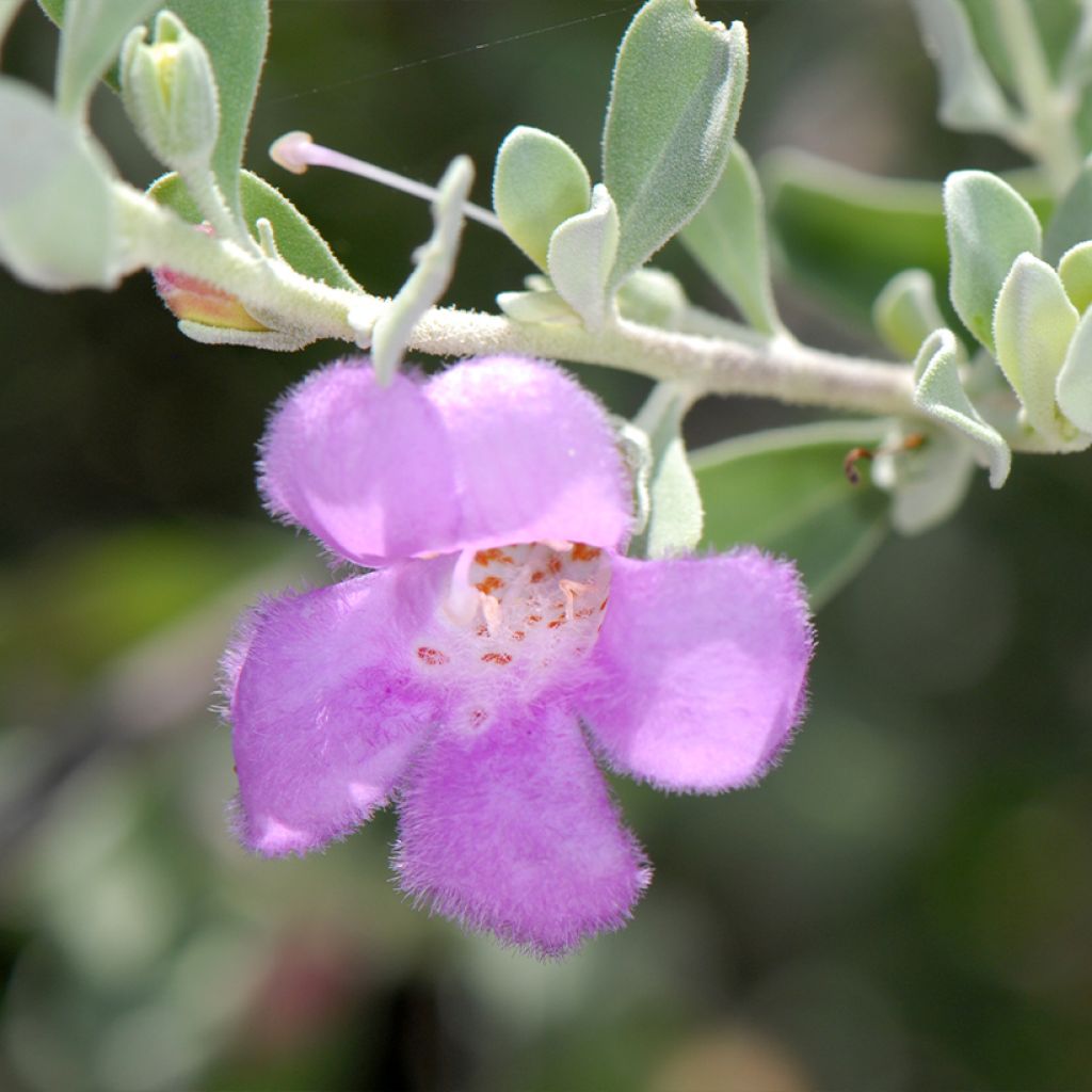 Leucophyllum frutescens - Sauge du désert