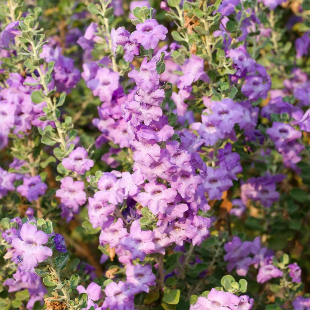 Leucophyllum langmaniae - Sauge du Rio Bravo