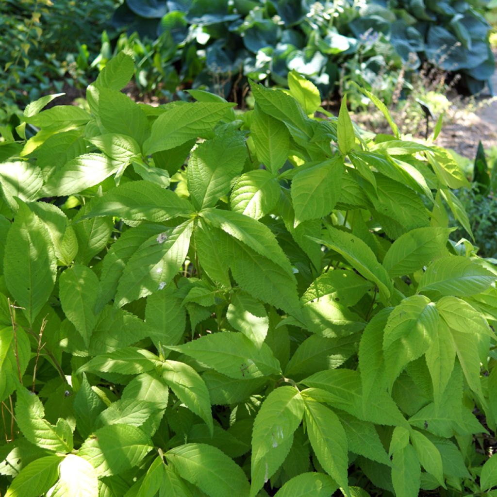 Leucosceptrum japonicum Golden Angel - Menthe arbustive japonaise