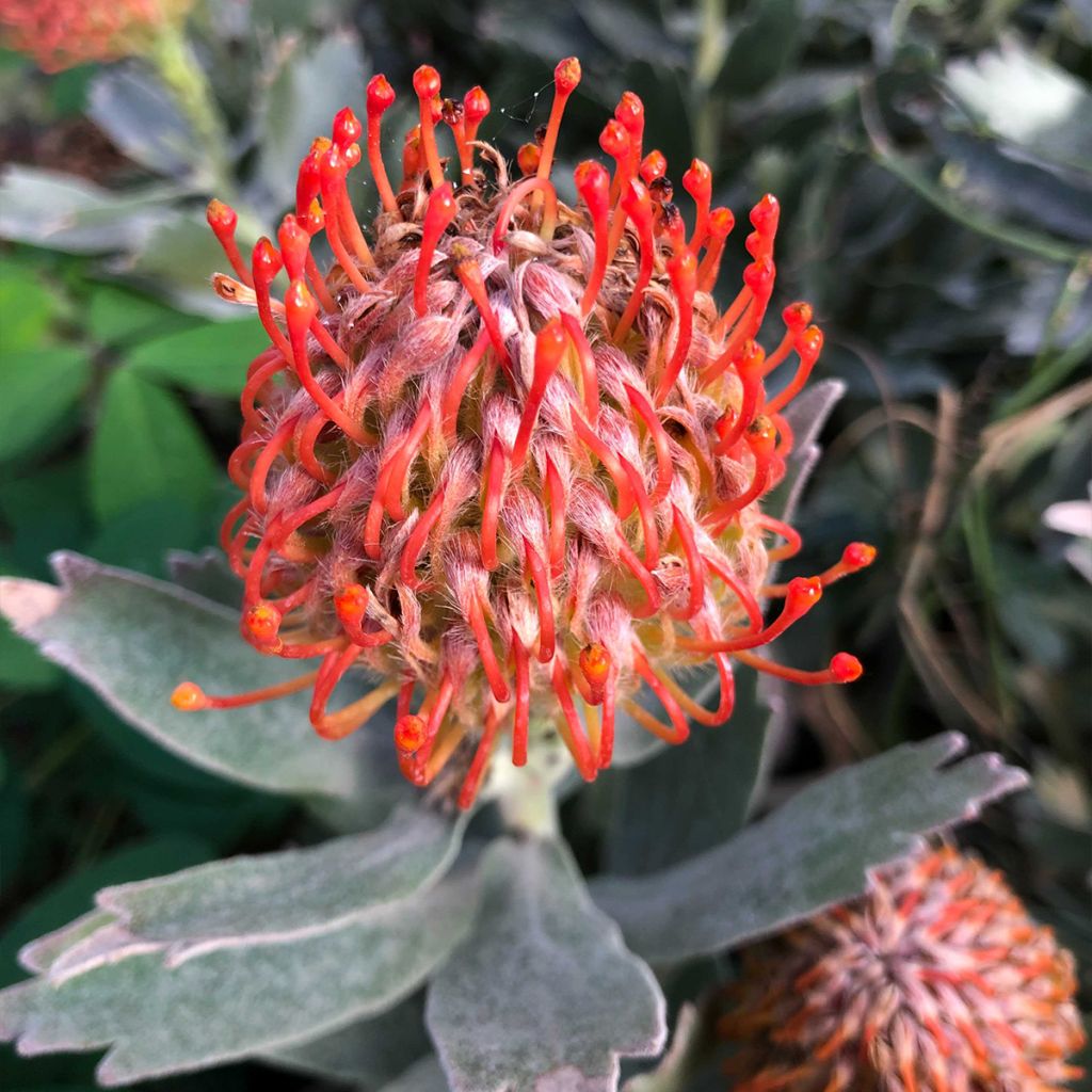 Leucospermum Carnival Red - Pelote d'épingles