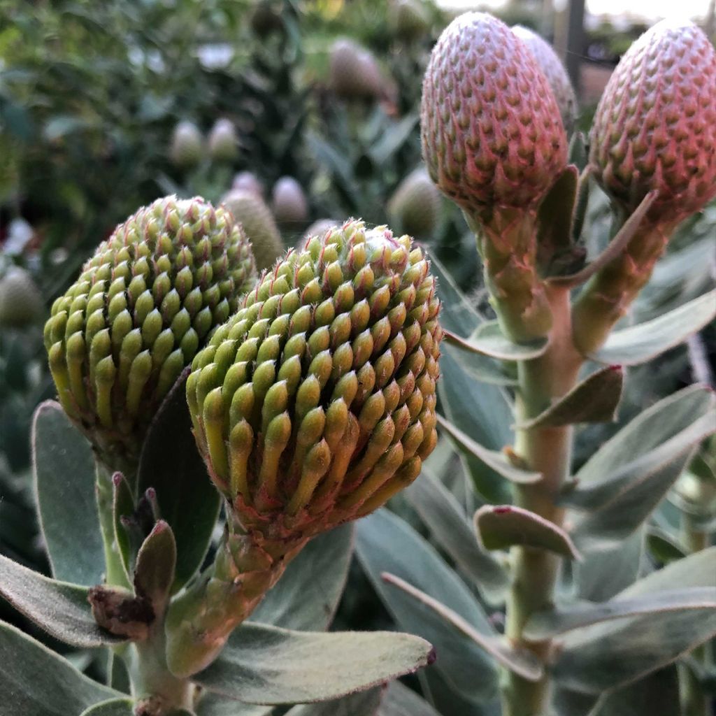 Leucospermum Carnival Red - Pelote d'épingles