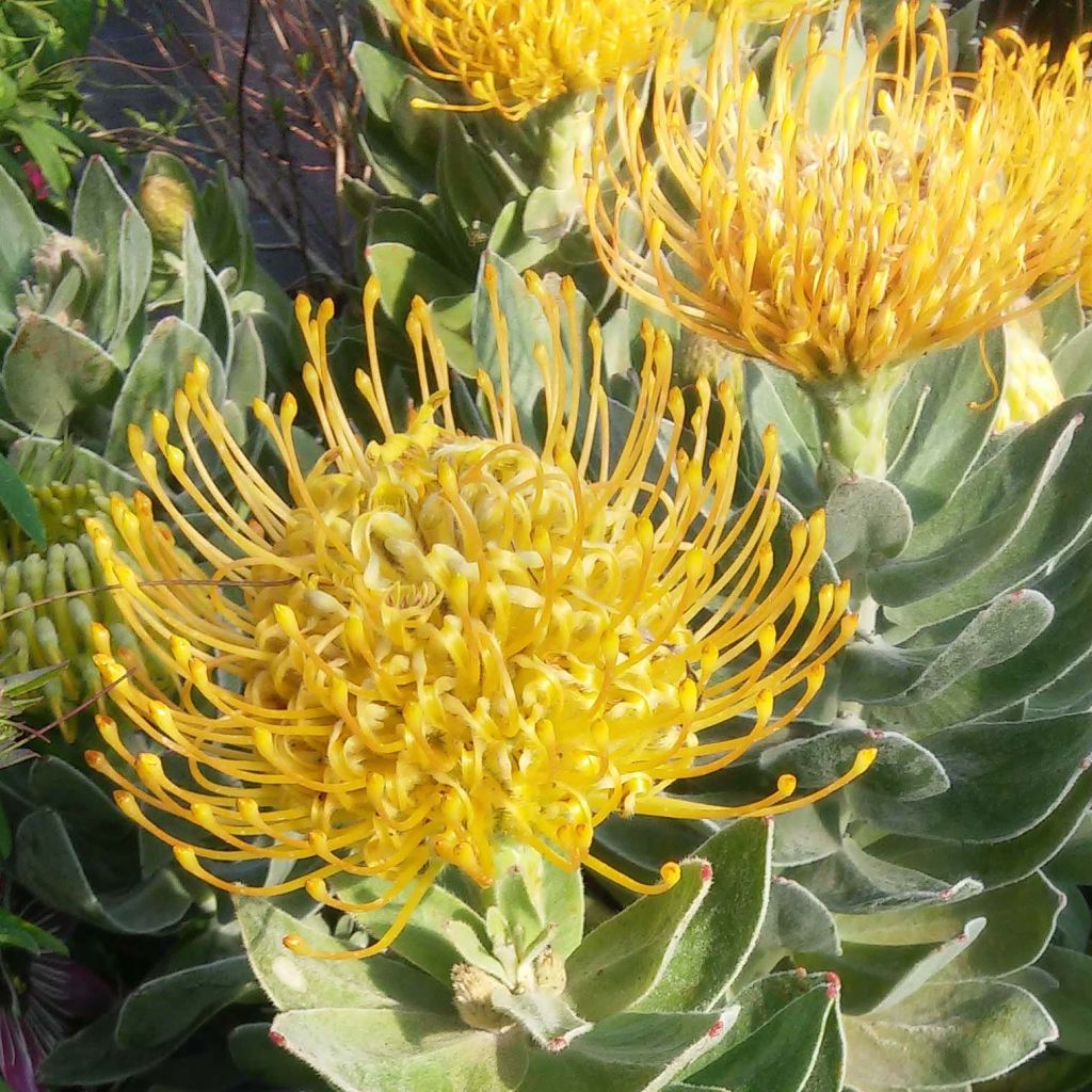 Leucospermum Copper Carnival - Pelote d'épingles Orange cuivré