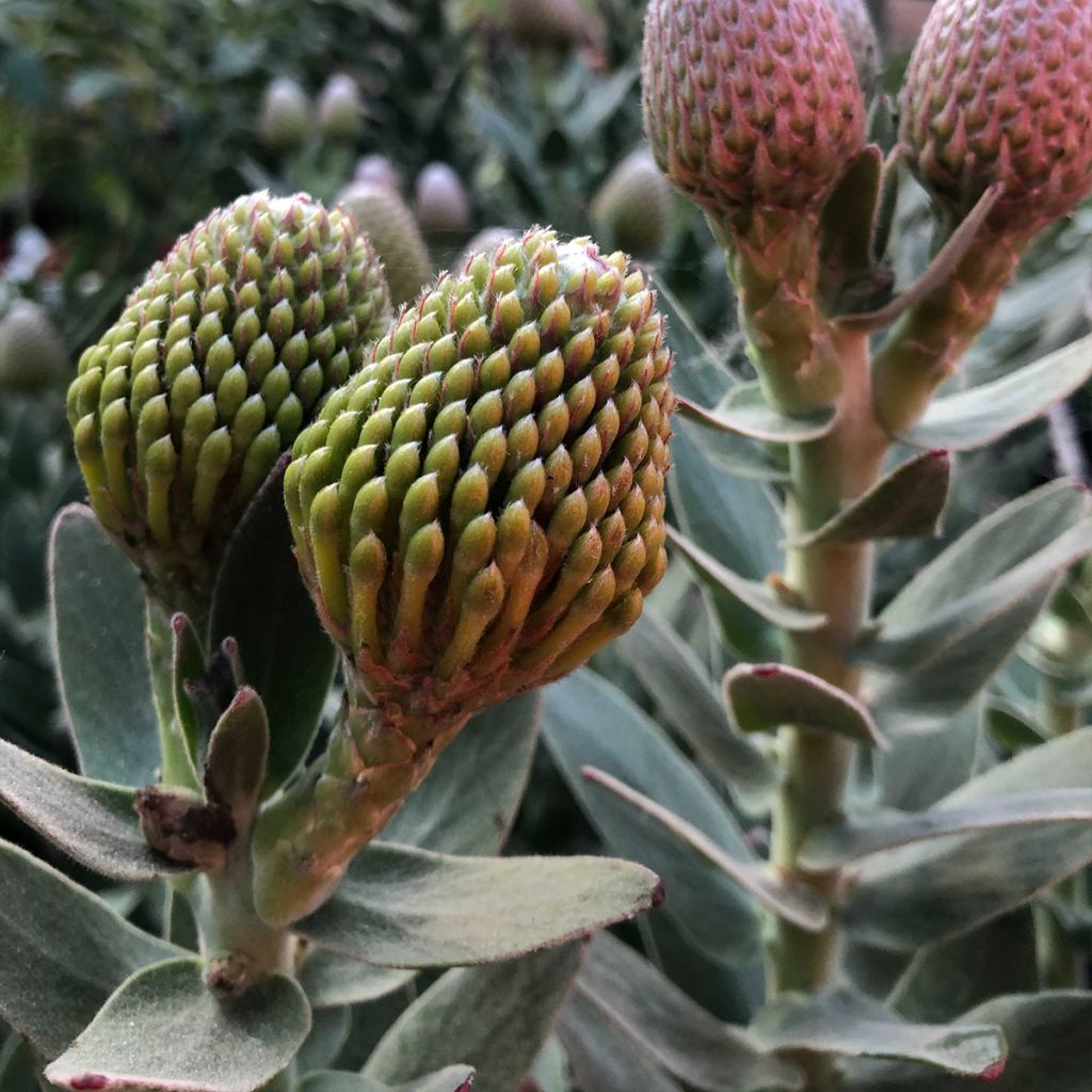 Leucospermum Yellow Carnival - Pelote d'épingles Jaune