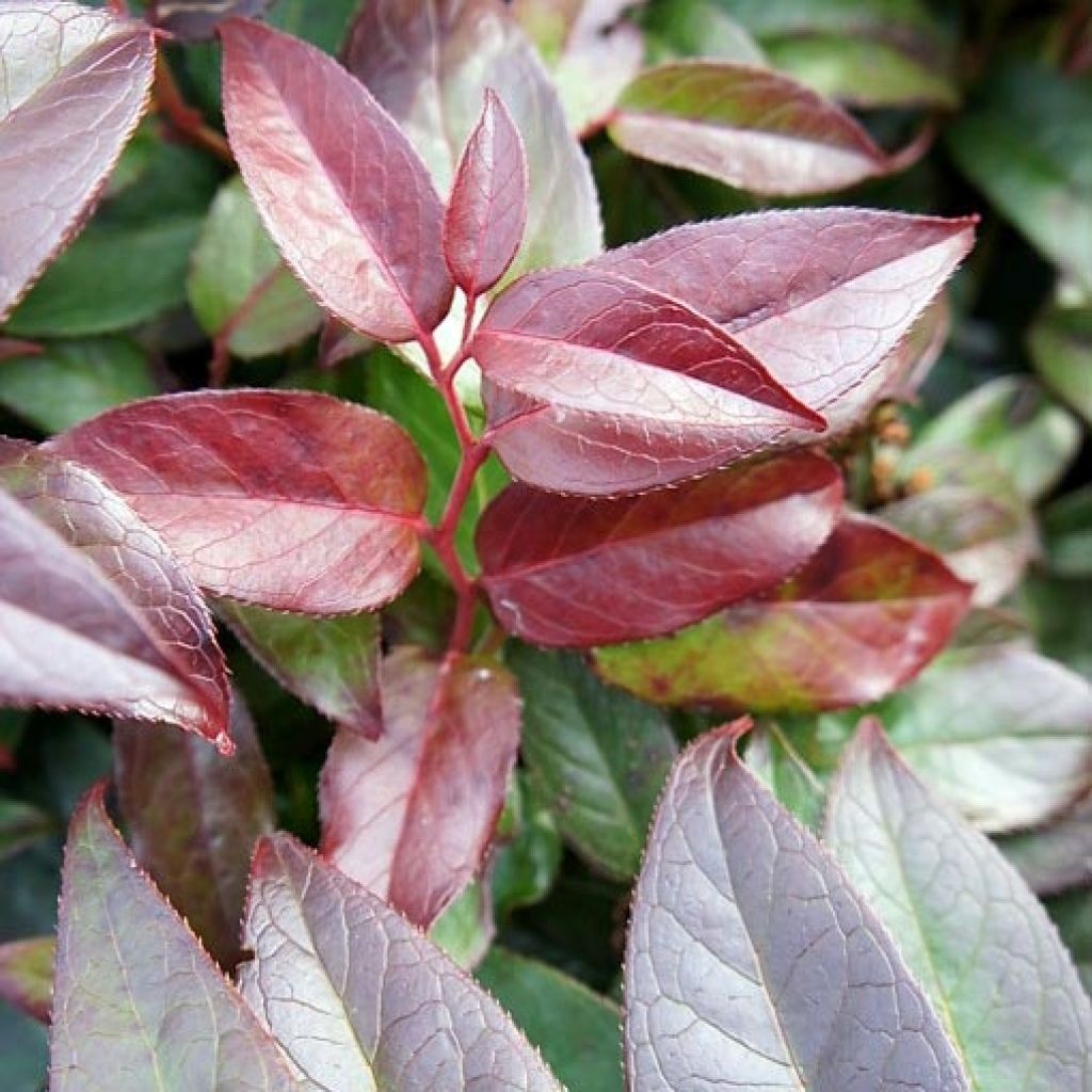 Leucothoe fontanesiana Zebonard - Leucothoe walteri Zebonard