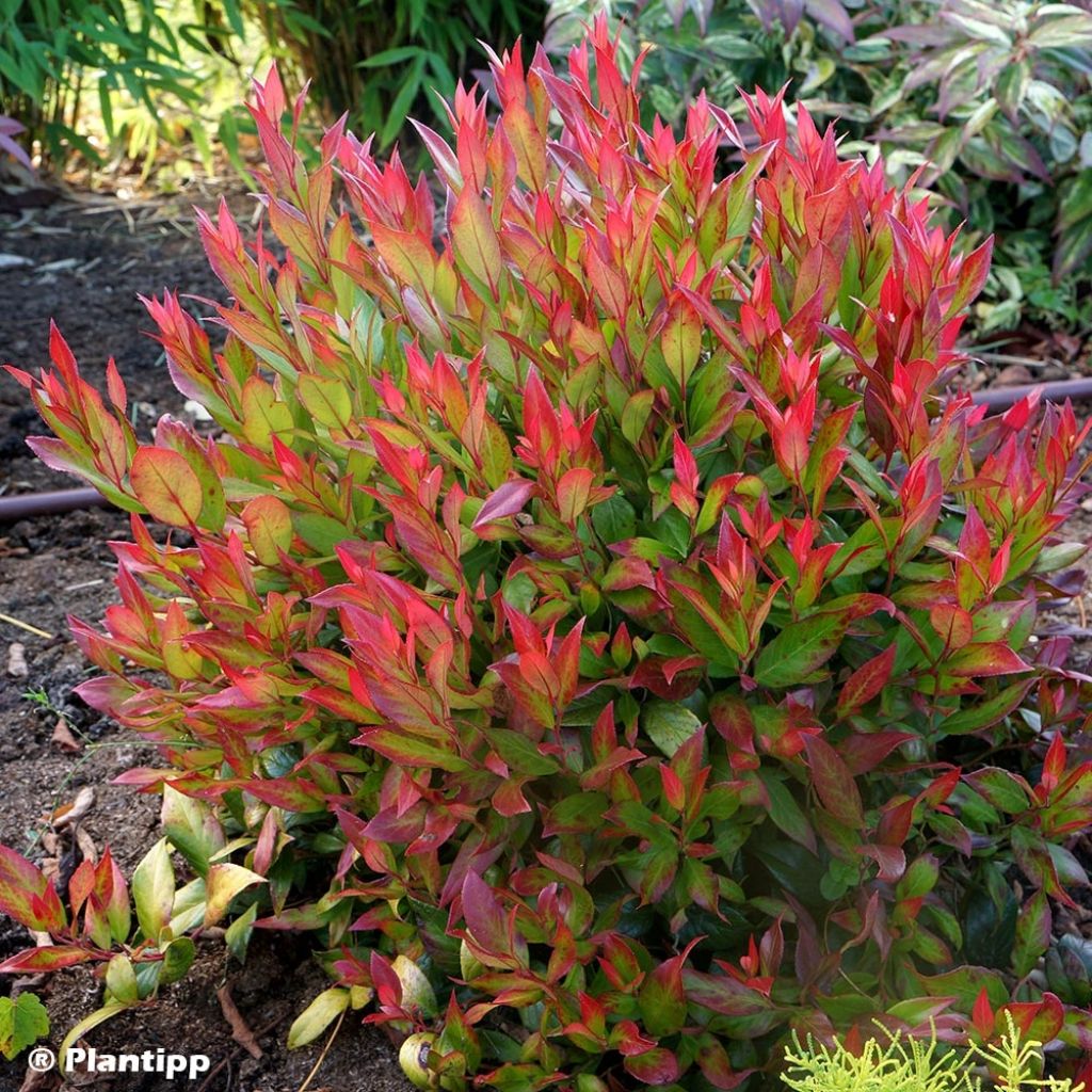 Leucothoe fontanesiana Little Flames