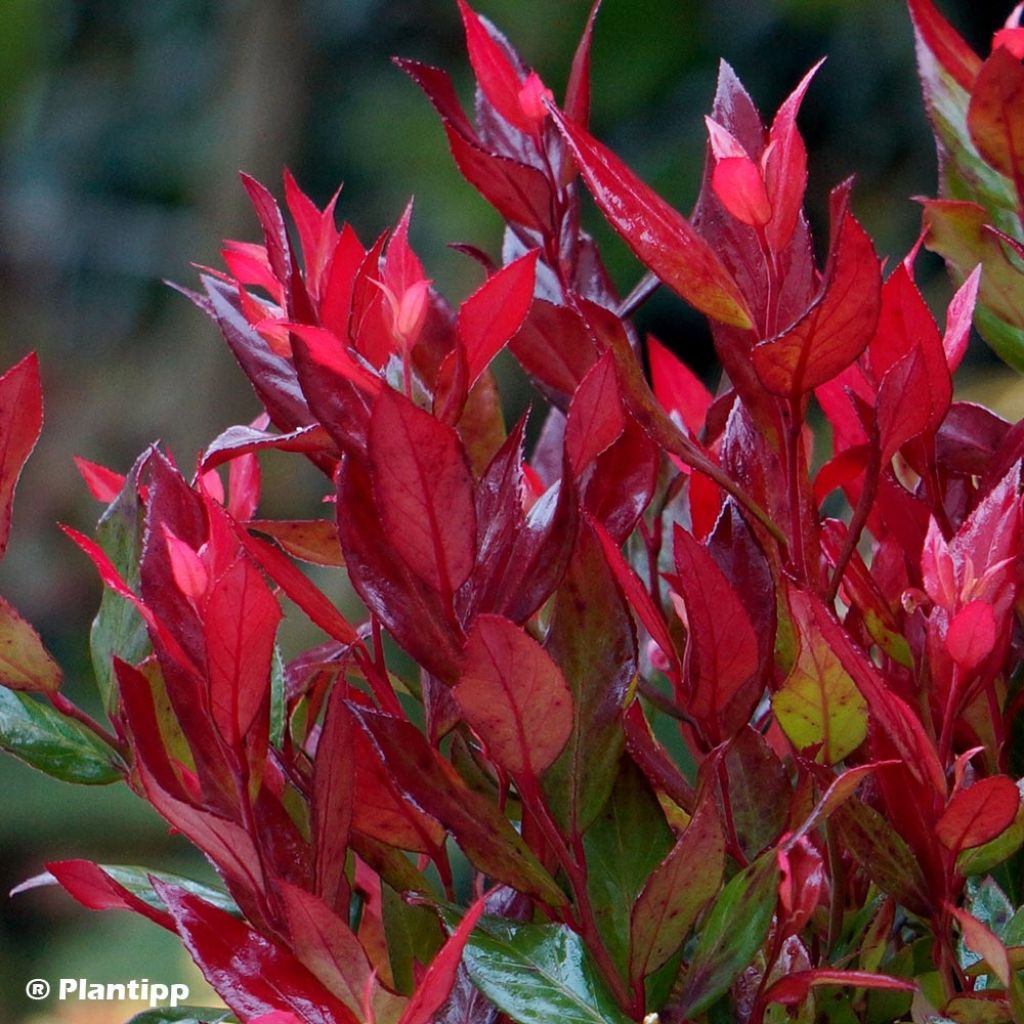 Leucothoe fontanesiana Little Flames