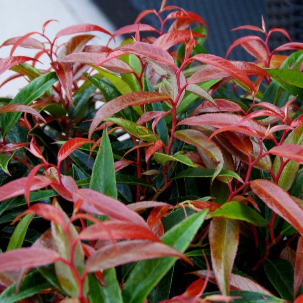 Leucothoe keiskei Burning Love