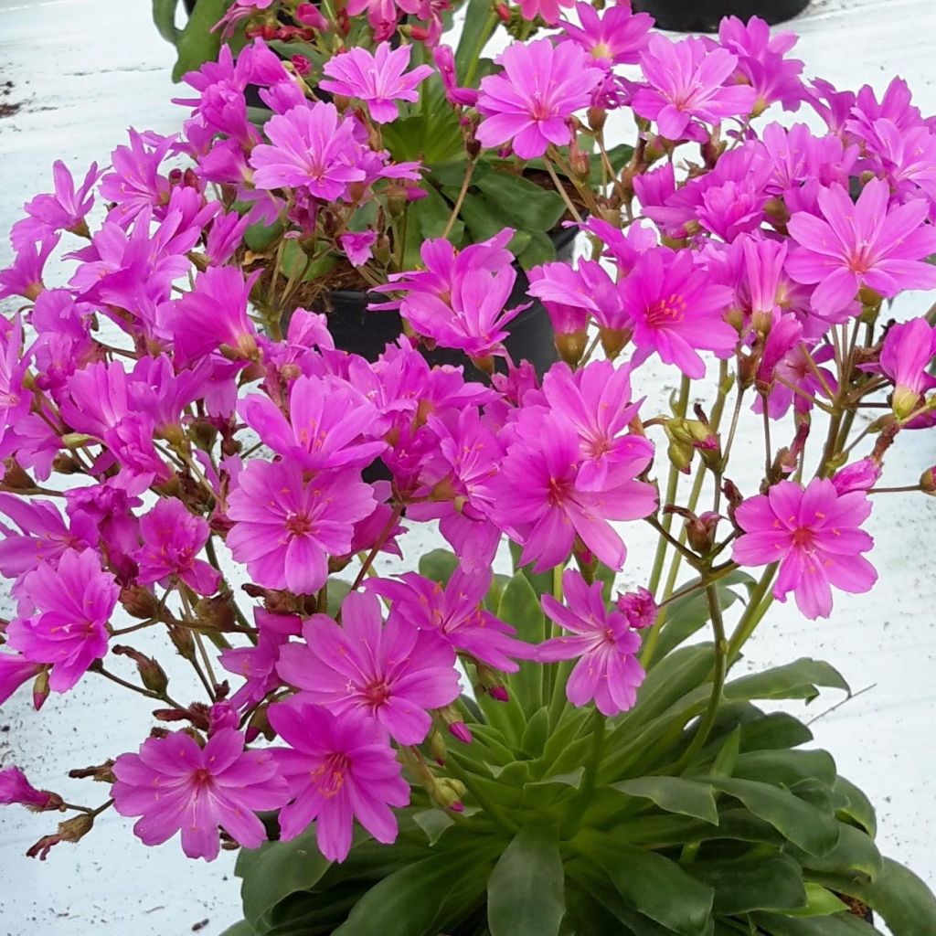 Lewisia cotyledon Elise Ultra Violet