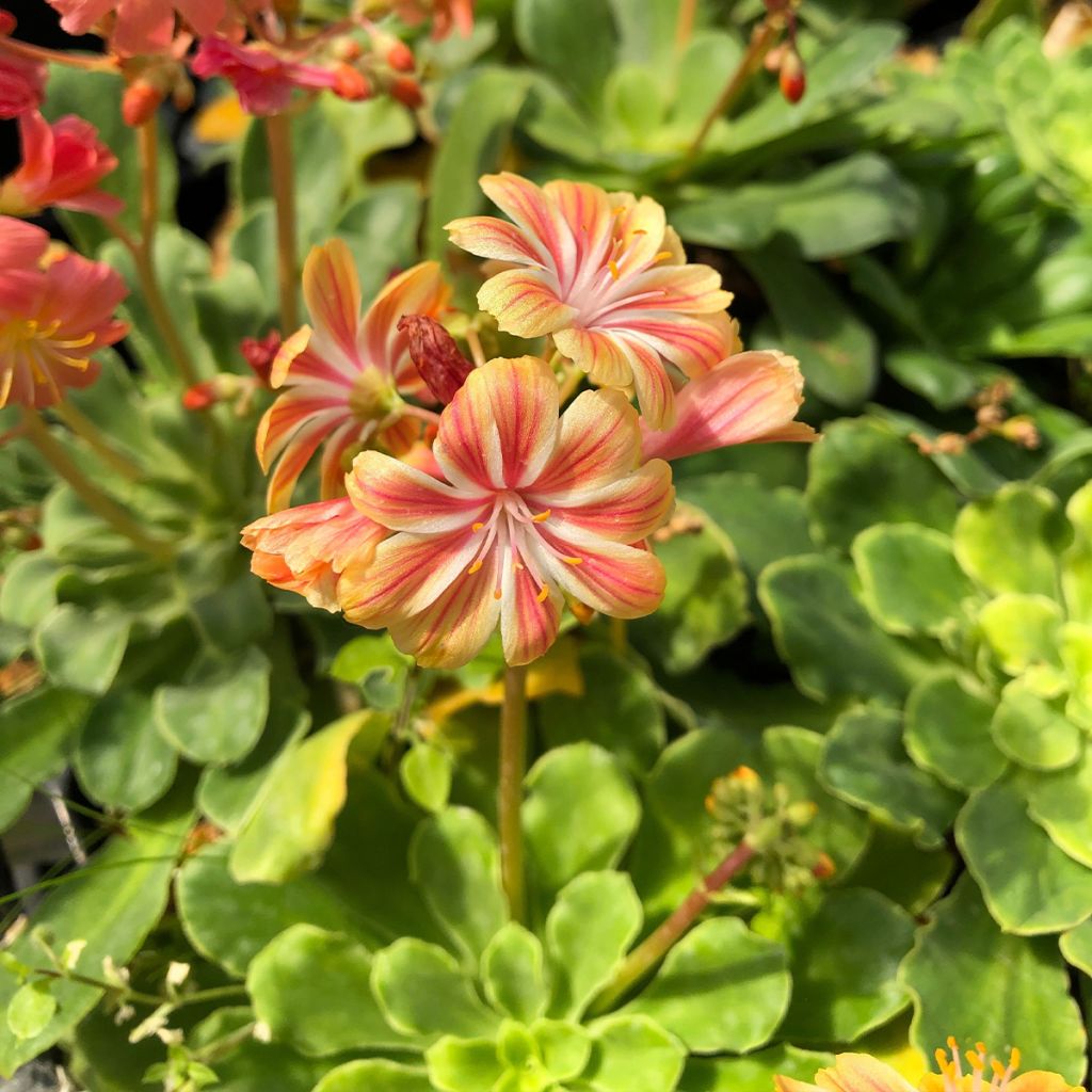 Lewisia cotyledon en mélange