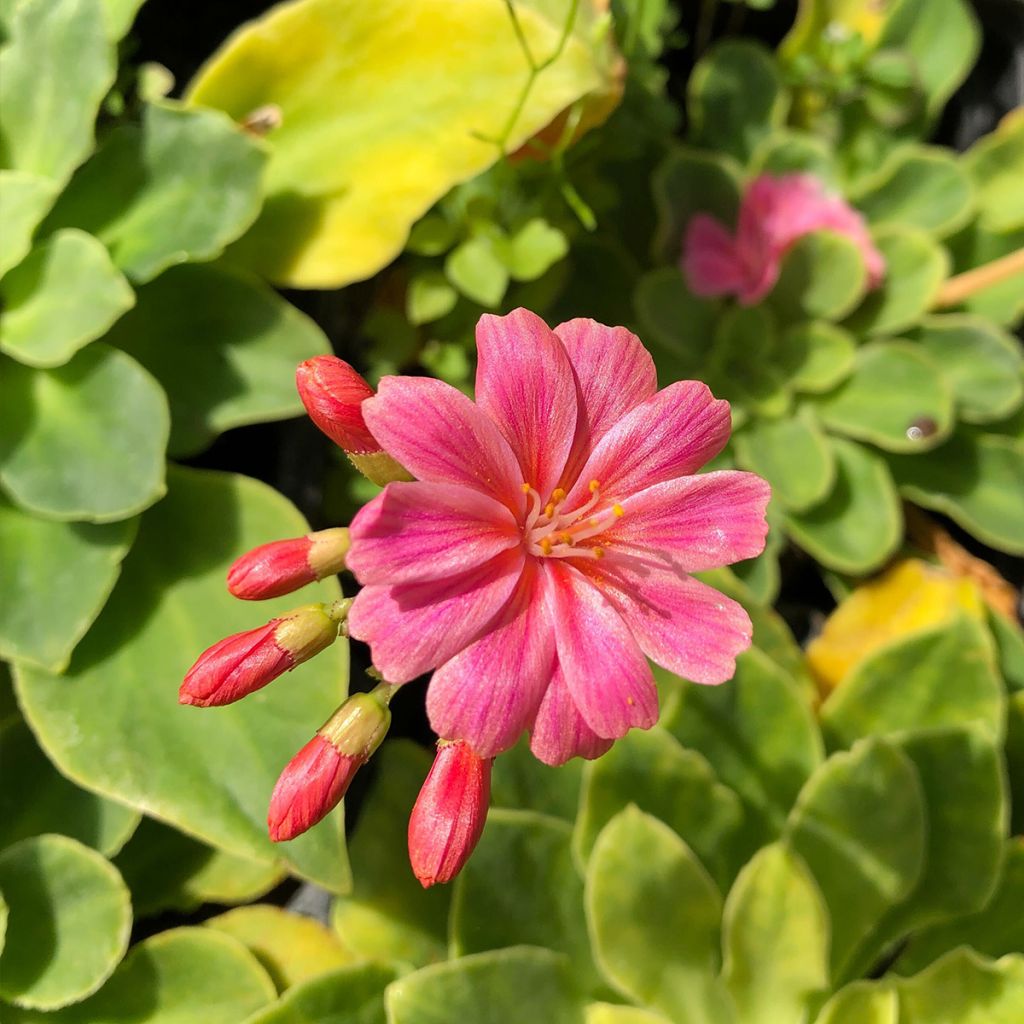 Lewisia cotyledon en mélange