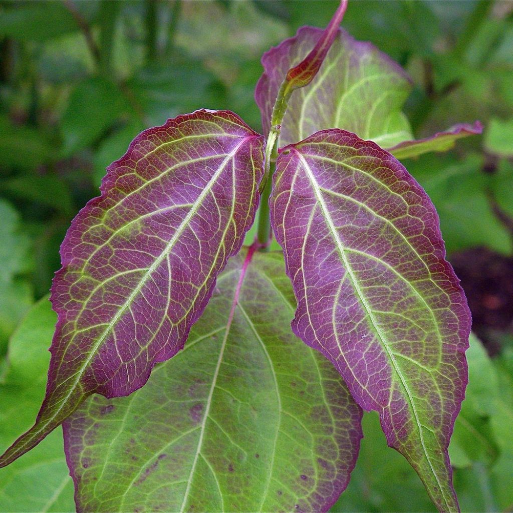 Arbre aux faisans - Leycesteria formosa