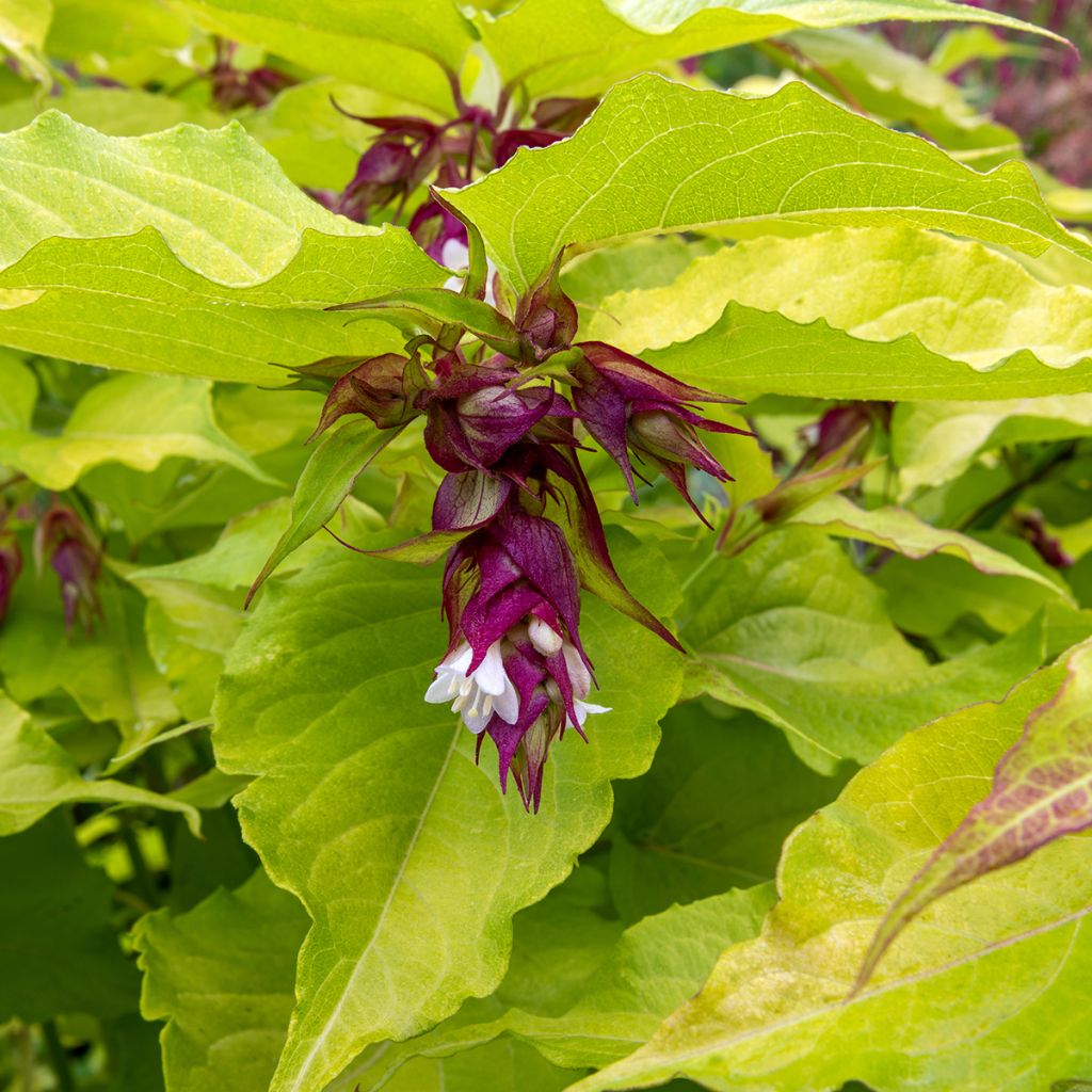 Leycesteria formosa Little Lanterns - Arbre aux faisans