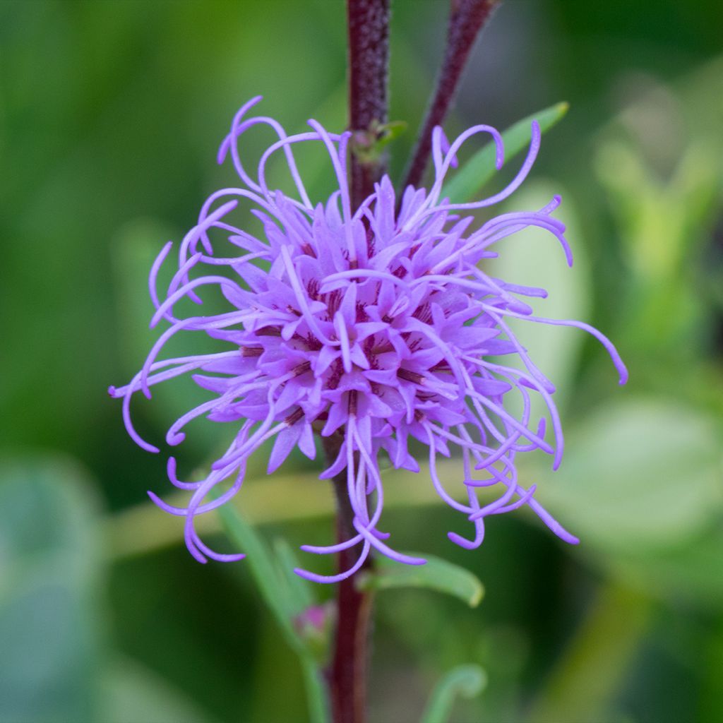 Liatris ligulistylis, Plume du Kansas