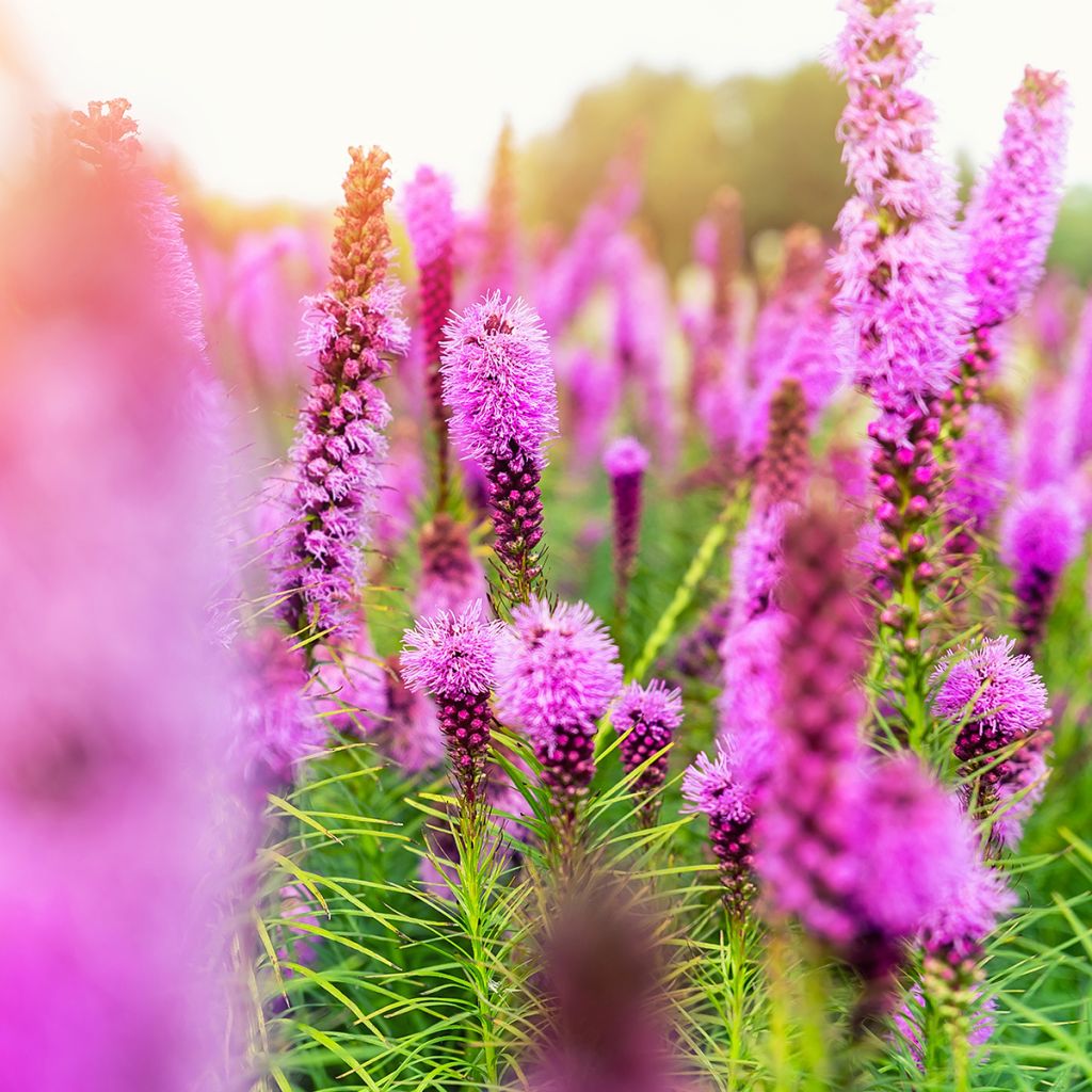 Plume du Kansas, Liatris spicata Floristan Violet