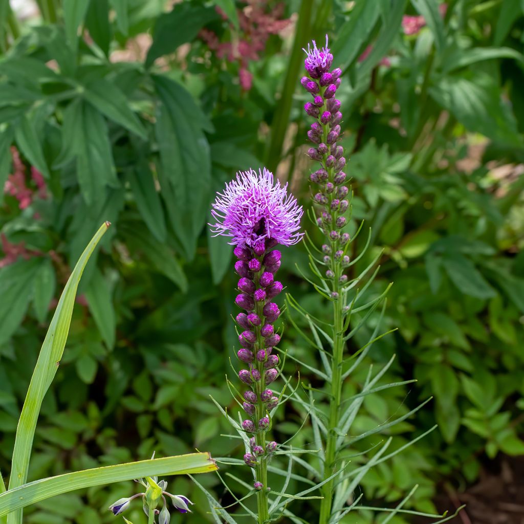 Plume du Kansas, Liatris spicata Floristan Violet