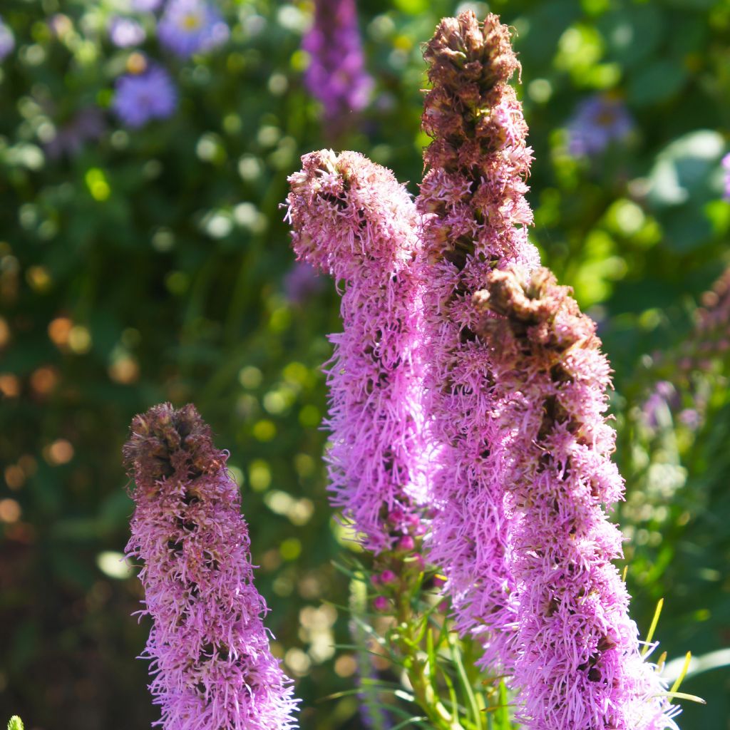 Plume du Kansas, Liatris spicata Floristan Violet