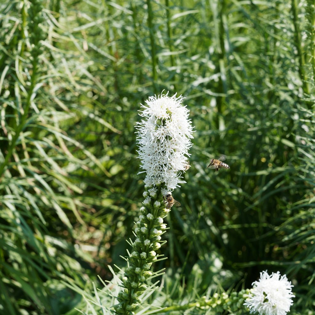 Plume du Kansas - Liatris spicata Floristan White