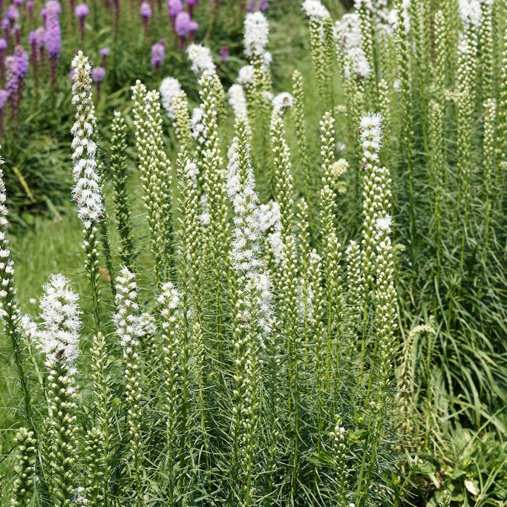 Plume du Kansas - Liatris spicata Floristan White