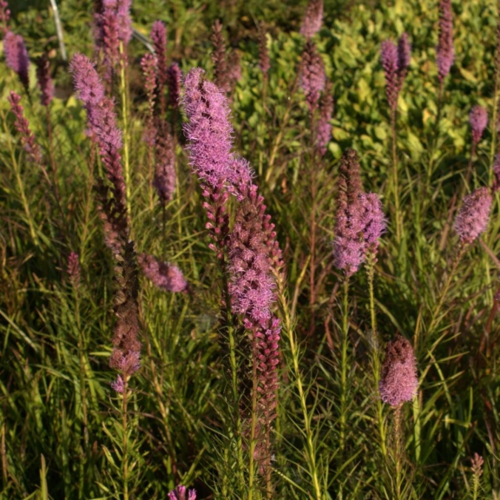 Plume du Kansas, Liatris spicata Floristan Violet